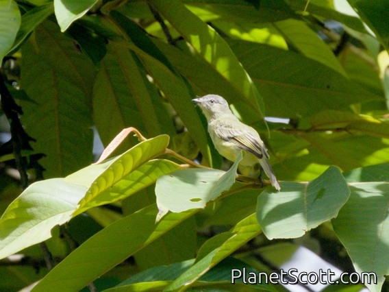 Slender-footed Tyrannulet (Zimmerius gracilipes)
