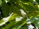 Slender-footed Tyrannulet (Zimmerius gracilipes)