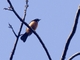 Yellow-crested Tanager (Loriotus rufiventer)