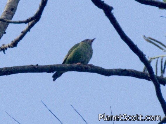 Yellow-backed Tanager (Hemithraupis flavicollis)