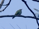 Yellow-backed Tanager (Hemithraupis flavicollis)