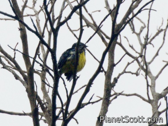 Turquoise Tanager (Tangara mexicana)
