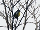 Turquoise Tanager (Tangara mexicana)