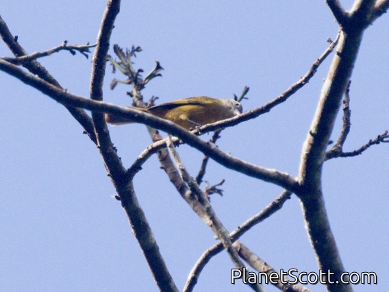 Yellow-crested Tanager (Tachyphonus rufiventer) - Female