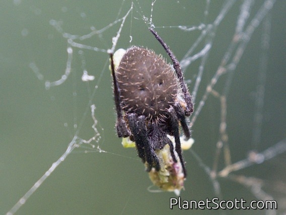 Orbweaver Spider (Eriophora sp)
