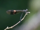 Bolivian Damselfly (Polythore boliviana)