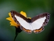 Henmark (Nymphidium sp)