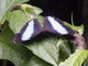 Achilles Morpho (Morpho achilles)