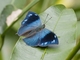 Leafwing Butterfly (Memphis sp)