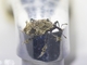 Weevil (Hylobiina sp)
