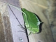 Leaf Katydid (Stilpnochlora incisa)