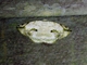 Geometer Moth (Eusarca nemora)