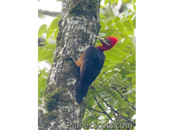 Red-necked Woodpecker (Campephilus rubricollis)