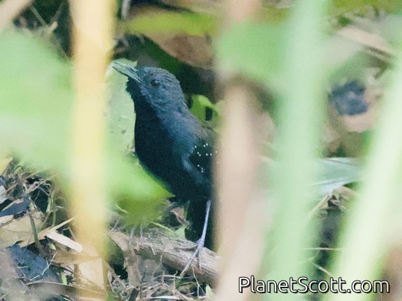Black-throated Antbird (Myrmophylax atrothorax)