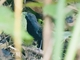 Black-throated Antbird (Myrmophylax atrothorax)