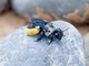 Alpine Bee (Epicharis sp)