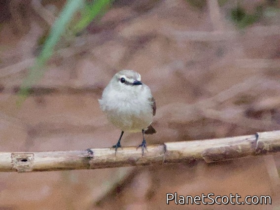 Drab Water Tyrant (Ochthornis littoralis)