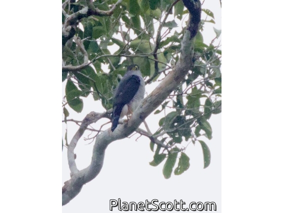 Tiny Hawk (Accipiter superciliosus)