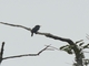 White-fronted Nunbird (Monasa morphoeus)