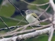 Short-tailed Pygmy-Tyrant (Myiornis ecaudatus)