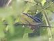 Pygmy Antwren (Myrmotherula brachyura)