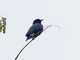 Swallow-winged Puffbird (Chelidoptera tenebrosa)