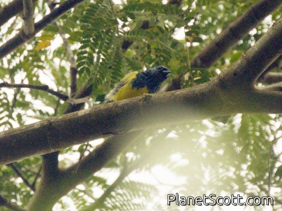 Turquoise Tanager (Tangara mexicana)