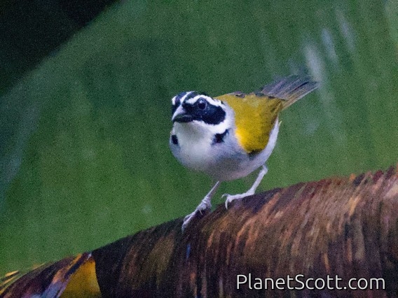 Pectoral Sparrow (Arremon taciturnus)
