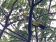 Yellow-backed Tanager (Hemithraupis flavicollis)