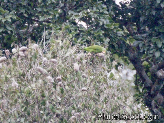 Cobalt-winged Parakeet (Brotogeris cyanoptera)