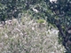 Cobalt-winged Parakeet (Brotogeris cyanoptera)