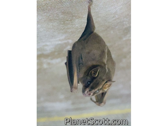 Leaf-nosed Bat (Platyrrhinus sp)