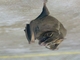 White-lined Broad-nosed Bat (Platyrrhinus lineatus)