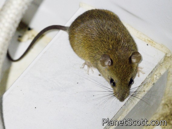 Simon's Spiny Rat (Proechimys simonsi)