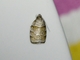 Tortricid Leafroller Moth (Tortricidae sp)