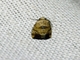 Midget Moth (Elaphria sp)