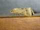 Geometer Moth (Geometridae sp)