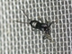 Earwig (Forficulidae sp)
