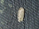 Crambid Snout Moth (Crambidae sp)