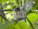 Subtropical Pygmy-Owl (Glaucidium parkeri)