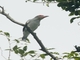 Masked Tityra (Tityra semifasciata)