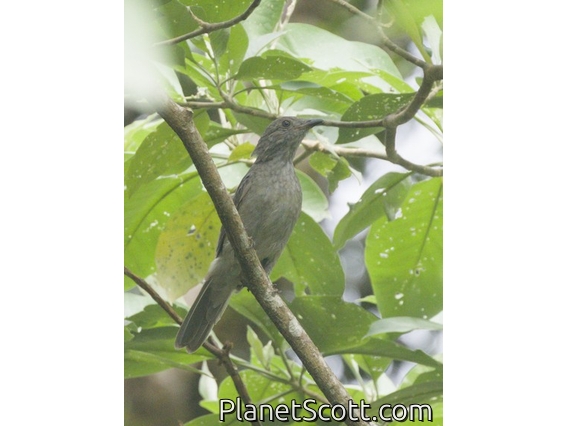 Screaming Piha (Lipaugus vociferans)