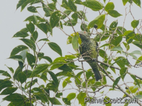 Sharpbill (Oxyruncus cristatus)