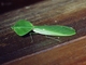 Shield Mantis (Choeradodis stalii)