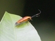 Wood Cockroach (Pseudomops sp)