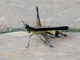 Monkey Grasshopper (Paramastax nigra)