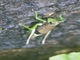 Bolivian Grasshopper (Psiloscirtus bolivianus)