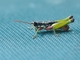 Short-horned Grasshopper (Eusitalces rubripes)