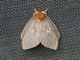 Buck Moth (Cerodirphia siriae)