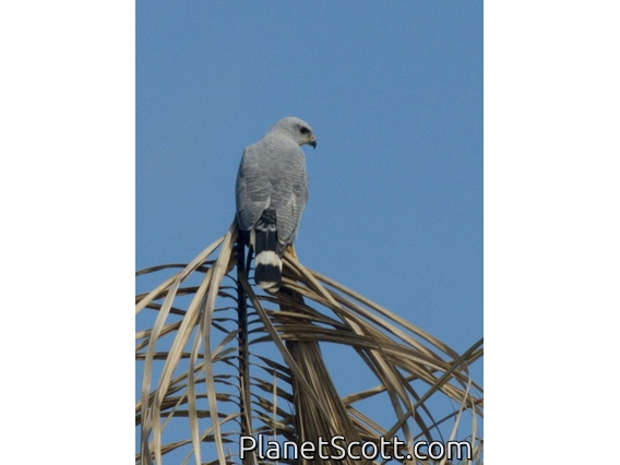 Gray-lined Hawk (Buteo nitidus)